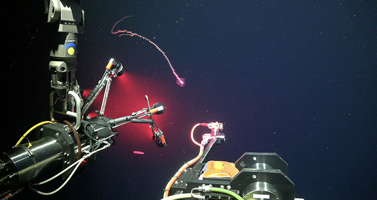 EyeRIS capturing specimen data from ROV SuBastian. © Schmidt Ocean Institute EyeRIS capturing specimen data from ROV SuBastian. © Schmidt Ocean Institute.